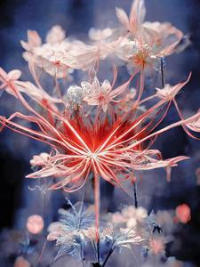 综影视到不了的彼岸花开